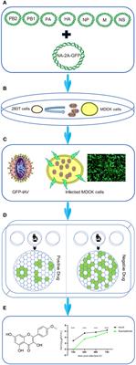 Screening for anti-influenza virus compounds from traditional Mongolian medicine by GFP-based reporter virus